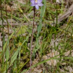 Thelymitra brevifolia at Kaleen, ACT - 22 Oct 2020