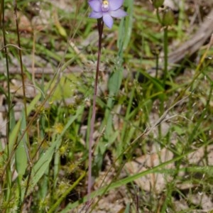 Thelymitra brevifolia at Kaleen, ACT - suppressed