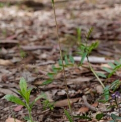 Thelymitra brevifolia at Kaleen, ACT - suppressed