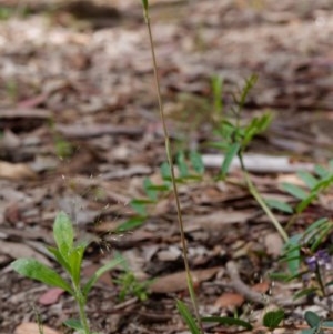 Thelymitra brevifolia at Kaleen, ACT - 22 Oct 2020