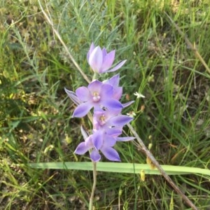 Thelymitra megcalyptra at Albury - suppressed