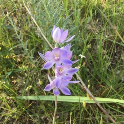 Thelymitra megcalyptra (Swollen Sun Orchid) at Albury - 21 Oct 2020 by EwinP