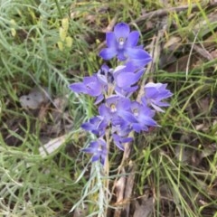 Thelymitra megcalyptra (Swollen Sun Orchid) at Albury - 21 Oct 2020 by EwinP