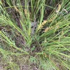 Lomandra filiformis subsp. filiformis (Wattle Matrush) at Nail Can Hill - 21 Oct 2020 by EwinP