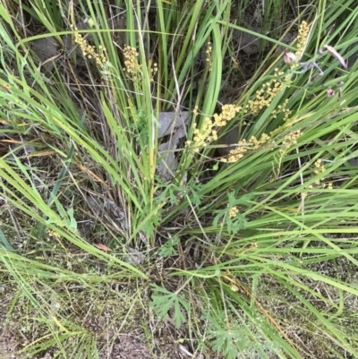 Lomandra filiformis subsp. filiformis (Wattle Matrush) at Albury - 21 Oct 2020 by EwinP