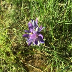 Thelymitra sp. (A Sun Orchid) at Nail Can Hill - 21 Oct 2020 by EwinP