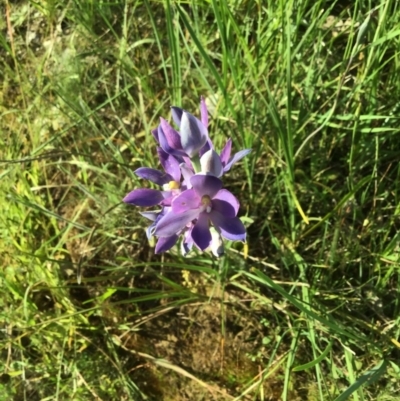 Thelymitra sp. (A Sun Orchid) at Albury - 21 Oct 2020 by EwinP