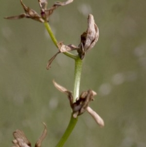 Diuris sp. at Coree, ACT - 21 Oct 2020