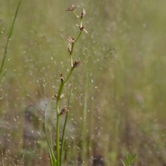 Diuris sp. at Coree, ACT - suppressed