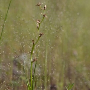 Diuris sp. at Coree, ACT - 21 Oct 2020