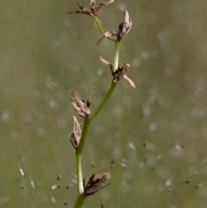 Diuris sp. at Coree, ACT - 21 Oct 2020