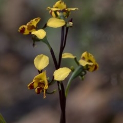 Diuris semilunulata (Late Leopard Orchid) at Coree, ACT - 21 Oct 2020 by JudithRoach