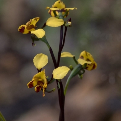 Diuris semilunulata (Late Leopard Orchid) at Coree, ACT - 21 Oct 2020 by JudithRoach