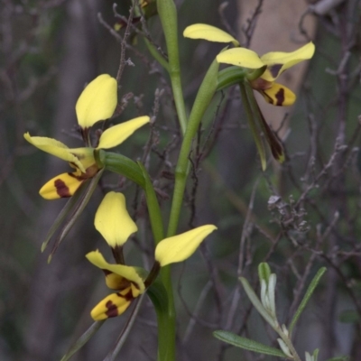 Diuris sulphurea (Tiger Orchid) at Coree, ACT - 21 Oct 2020 by JudithRoach