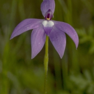 Glossodia major at Coree, ACT - 21 Oct 2020