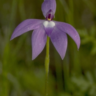 Glossodia major (Wax Lip Orchid) at Coree, ACT - 21 Oct 2020 by JudithRoach