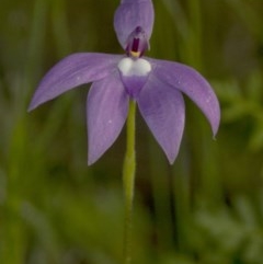 Glossodia major (Wax Lip Orchid) at Cotter Reserve - 20 Oct 2020 by JudithRoach