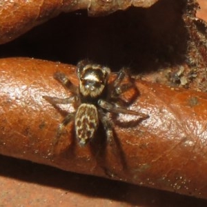 Maratus griseus at Flynn, ACT - 22 Oct 2020 09:39 AM