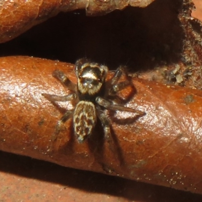 Maratus griseus (Jumping spider) at Flynn, ACT - 21 Oct 2020 by Christine