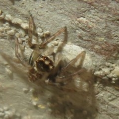 Maratus griseus at Flynn, ACT - 22 Oct 2020 09:39 AM