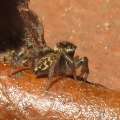 Maratus griseus at Flynn, ACT - 22 Oct 2020 09:39 AM