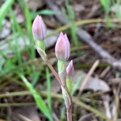 Thelymitra pauciflora (Slender Sun Orchid) at Flea Bog Flat, Bruce - 21 Oct 2020 by JVR