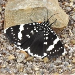 Idalima affinis (A day flying moth) at Woodstock Nature Reserve - 19 Oct 2020 by JohnBundock