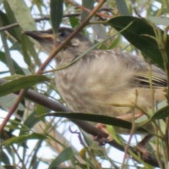 Anthochaera carunculata (Red Wattlebird) at Isaacs, ACT - 22 Oct 2020 by croweater