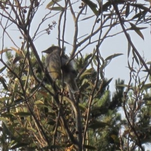 Anthochaera carunculata at Isaacs, ACT - 22 Oct 2020