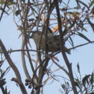 Anthochaera carunculata at Isaacs, ACT - 22 Oct 2020