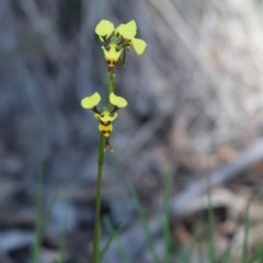 Diuris sulphurea (Tiger Orchid) at Cook, ACT - 21 Oct 2020 by Tammy