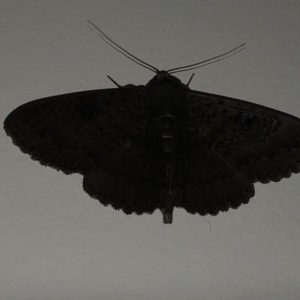 Melanodes anthracitaria at Berry, NSW - 15 Oct 2020 09:21 AM
