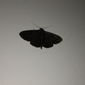 Melanodes anthracitaria at Berry, NSW - 15 Oct 2020 09:21 AM