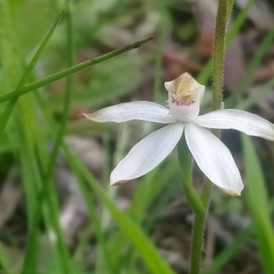 Caladenia moschata (Musky Caps) at Little Taylor Grasslands - 21 Oct 2020 by RosemaryRoth