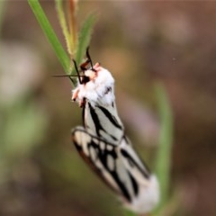 Paramsacta marginata (Donovan's Tiger Moth) at Chifley, ACT - 20 Oct 2020 by Sarah2019