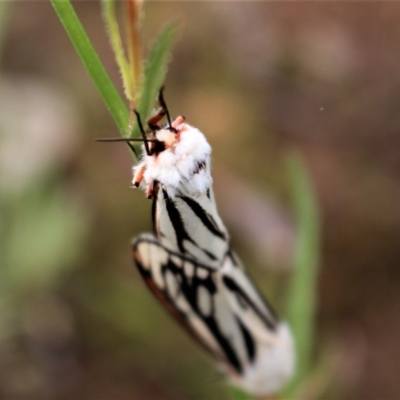 Aloa marginata (Donovan's Tiger Moth) at Chifley, ACT - 19 Oct 2020 by Sarah2019