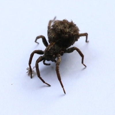 Lycosidae (family) (Unidentified wolf spider) at Clyde Cameron Reserve - 22 Oct 2020 by Kyliegw