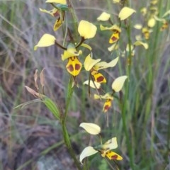 Diuris sulphurea (Tiger Orchid) at Holt, ACT - 22 Oct 2020 by Kristy