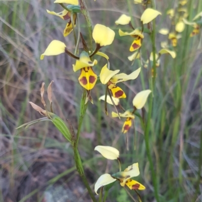 Diuris sulphurea (Tiger Orchid) at Holt, ACT - 22 Oct 2020 by Kristy
