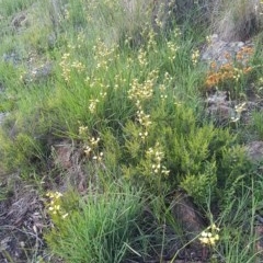 Diuris sulphurea at Holt, ACT - suppressed