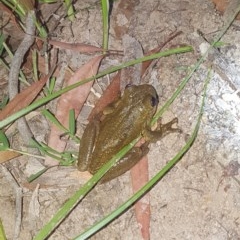 Litoria peronii (Peron's Tree Frog, Emerald Spotted Tree Frog) at Holt, ACT - 22 Oct 2020 by Kristy