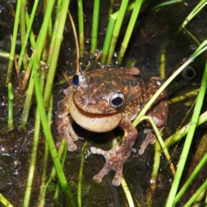 Litoria peronii at Fisher, ACT - 22 Oct 2020 07:27 PM