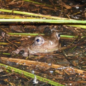 Litoria peronii at Fisher, ACT - 22 Oct 2020 07:27 PM