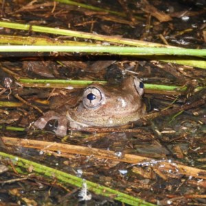Litoria peronii at Fisher, ACT - 22 Oct 2020