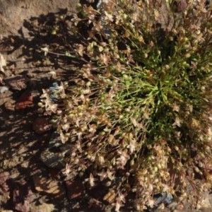 Crassula helmsii at Gundaroo, NSW - 19 Oct 2020