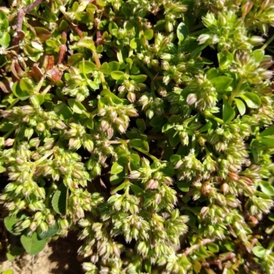 Polycarpon tetraphyllum (Four-leaf Allseed) at MTR591 at Gundaroo - 19 Oct 2020 by MaartjeSevenster