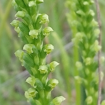 Microtis parviflora (Slender Onion Orchid) at Little Taylor Grasslands - 17 Oct 2020 by RosemaryRoth