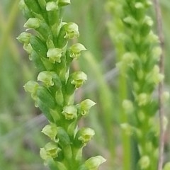 Microtis parviflora (Slender onion orchid) at Little Taylor Grasslands - 17 Oct 2020 by RosemaryRoth