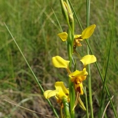 Diuris sulphurea (Tiger Orchid) at Mount Painter - 20 Oct 2020 by drakes