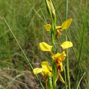 Diuris sulphurea at Cook, ACT - 21 Oct 2020